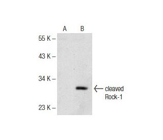 cleaved Rock-1 Antibody (154C1465) - Western Blotting - Image 141797
