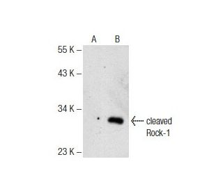 cleaved Rock-1 Antibody (4H247) - Western Blotting - Image 141798