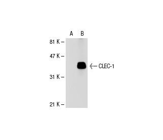 CLEC-1 Antibody (55Ex-2) - Western Blotting - Image 30836 