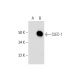 CLEC-1 Antibody (D-6) - Western Blotting - Image 294088