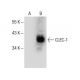 CLEC-1 Antibody (E-1) - Western Blotting - Image 285149