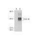 CLEC-4E Antibody (E-5) - Western Blotting - Image 289940