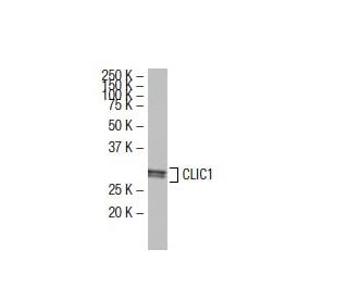 CLIC1 Antibody (356.1) - Western Blotting - Image 33521 