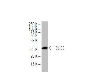 CLIC3 Antibody (405) - Western Blotting - Image 33520 