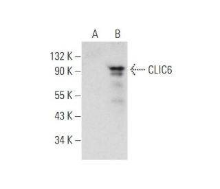 CLIC6 Antibody (C-3) - Western Blotting - Image 345945