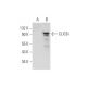 CLIC6 Antibody (C-3) - Western Blotting - Image 345945