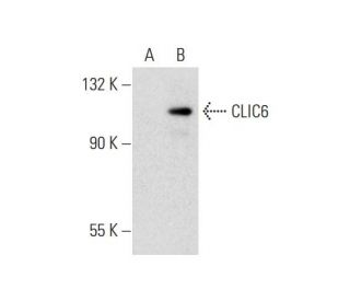 CLIC6 Antibody (H-5) - Western Blotting - Image 143601