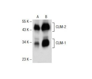 CLIM-1/2 Antibody (A-6) - Western Blotting - Image 151743 