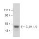 CLIM-1/2 Antibody (A-6) - Western Blotting - Image 357097