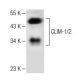 CLIM-1/2 Antibody (C-4) - Western Blotting - Image 147772