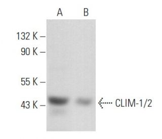 CLIM-1/2 Antibody (C-4) - Western Blotting - Image 357096 