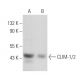 CLIM-1/2 Antibody (C-4) - Western Blotting - Image 357096 