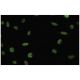 CLIM-1 Antibody (Q7) - Immunofluorescence - Image 35792 