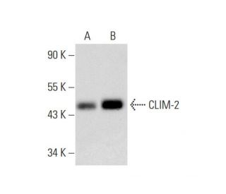 CLIM-2 Antibody (C-9) - Western Blotting - Image 143594 