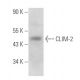 CLIM-2 Antibody (C-9) - Western Blotting - Image 356702