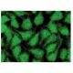 CLIM-2 Antibody (F-11) - Immunofluorescence - Image 142827 