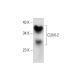 CLIM-2 Antibody (F-11) - Western Blotting - Image 139087