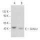CLIM-2 Antibody (F-11) - Western Blotting - Image 357095 