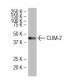 CLIM-2 Antibody (L15) - Western Blotting - Image 34453