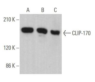 CLIP-170 Antibody (E-5) - Western Blotting - Image 362246 