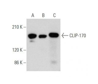 CLIP-170 Antibody (E-8) - Western Blotting - Image 345893 