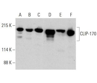 CLIP-170 Antibody (F-3) - Western Blotting - Image 384264