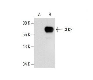 CLK2 Antibody (F-4) - Western Blotting - Image 299228The Double Nickase Plasmid features a U6 promoter for sgRNA expression, a 20 nt targeting sequence, and a gRNA scaffold to guide Cas9n. It includes a CBh promoter for Cas9n (D10A) and puromycin resistance, GFP for transfection verification, and nuclear localization signals (NLS). The 2A peptide allows co-expression of Cas9n and Puro from a single promoter, enabling precise genome editing with reduced off-target effects.