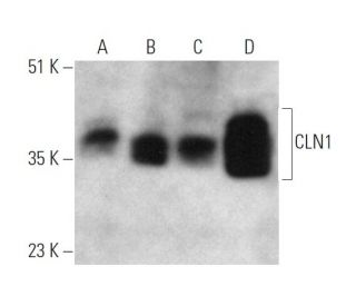 CLN1 Antibody (1117CT11.2.1.4) - Western Blotting - Image 374598