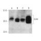 CLN1 Antibody (1117CT11.2.1.4) - Western Blotting - Image 374598