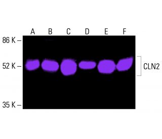 CLN2 Antibody (D-11) - Western Blotting - Image 416354 