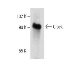 Clock Antibody (C-8) - Western Blotting - Image 134775Each CRISPR/Cas9 Knockout (KO) Plasmid product consists of a pool of 3 plasmids designed to ensure identification and cleavage of a specific gene for maximum knockout efficiency. Each plasmid encodes a unique 20 nt sequence derived from the GeCKO (v2) library.