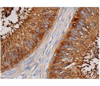 Clusterin Antibody (A-9) - Immunohistochemistry - Image 355431 