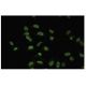 CMAS Antibody (14W) - Immunofluorescence - Image 35583 