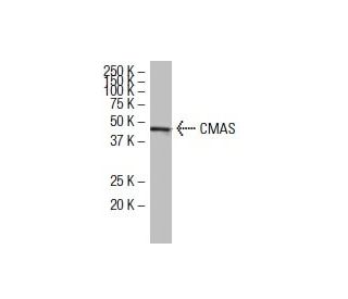 CMAS Antibody (14W) - Western Blotting - Image 33857