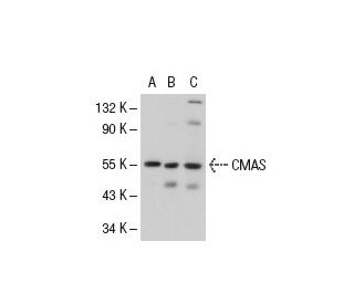 CMAS Antibody (14W) - Western Blotting - Image 50840 