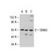 CMAS Antibody (14W) - Western Blotting - Image 50840 