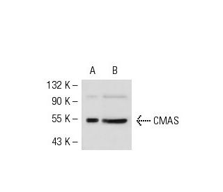 CMAS Antibody (14W) - Western Blotting - Image 52428 
