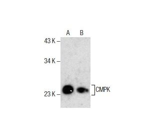 CMPK Antibody (H-2) - Western Blotting - Image 285797 