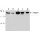 CNDP2 Antibody (AT15E5) - Western Blotting - Image 385125