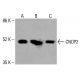CNDP2 Antibody (AT15E5) - Western Blotting - Image 416462