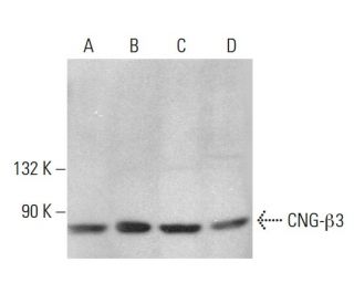 CNG-&beta;3 Antibody (C-4) - Western Blotting - Image 379010 