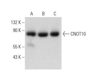 CNOT10 Antibody (H-9) - Western Blotting - Image 324778 