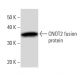 CNOT2 Antibody (2191C2a) - Western Blotting - Image 16598