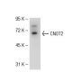 CNOT2 Antibody (2191C2a) - Western Blotting - Image 50839 