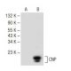 CNP Antibody (E-1) - Western Blotting - Image 147845