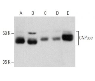 CNPase Antibody (B-1) - Western Blotting - Image 357279 