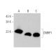 CNRIP1 Antibody (H-1) - Western Blotting - Image 359971 