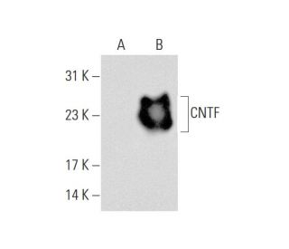 CNTF Antibody (C-12) - Western Blotting - Image 70437