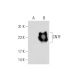 CNTF Antibody (C-12) - Western Blotting - Image 70437