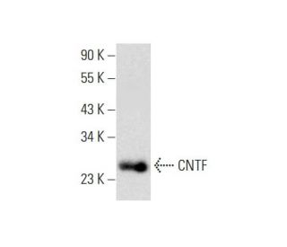 CNTF Antibody (F-12) - Western Blotting - Image 139519